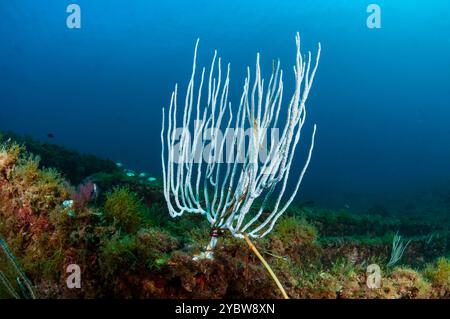 Gorgonien blanc, Eunicella singularis, et éponge incrustante rouge orangé, Cadaques, Costa Brava, Catalogne, Espagne Banque D'Images