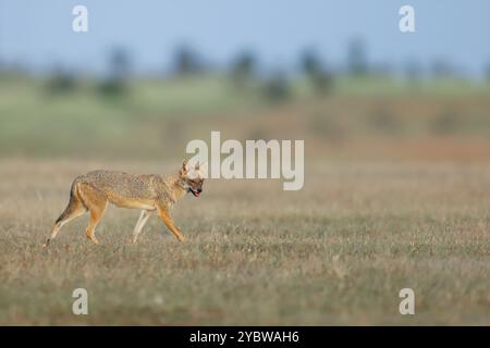 Jackal indien - le chacal indien, également connu sous le nom de chacal de l'Himalaya est une sous-espèce de chacal doré. Banque D'Images