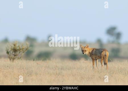 Jackal indien - le chacal indien, également connu sous le nom de chacal de l'Himalaya est une sous-espèce de chacal doré. Banque D'Images