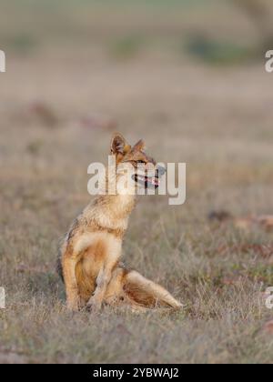 Jackal indien - le chacal indien, également connu sous le nom de chacal de l'Himalaya est une sous-espèce de chacal doré. Banque D'Images