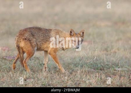 Jackal indien - le chacal indien, également connu sous le nom de chacal de l'Himalaya est une sous-espèce de chacal doré. Banque D'Images