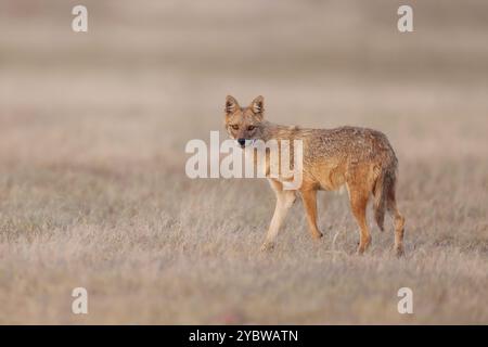 Jackal indien - le chacal indien, également connu sous le nom de chacal de l'Himalaya est une sous-espèce de chacal doré. Banque D'Images