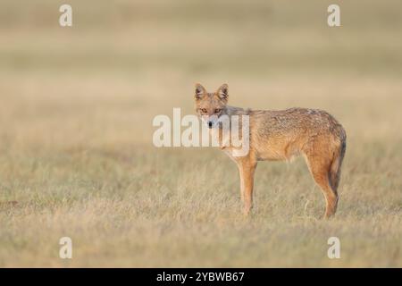 Jackal indien - le chacal indien, également connu sous le nom de chacal de l'Himalaya est une sous-espèce de chacal doré. Banque D'Images