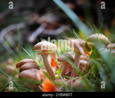 Gros plan de petits champignons admissibles à l'herbe et aux feuilles tombées - image d'automne Banque D'Images