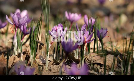 Srinagar, Inde. 19 octobre 2024. Les producteurs de safran de la région de Samboora à Pulwama, située le long de la rivière Jhelum, ont récolté leurs récoltes plus tôt que d'habitude cette année. Variétés d'arbres populaires, bénéficie de l'ombre et du terrain sablonneux, permettant au safran de mûrir plus tôt que prévu. Défiant la saison traditionnelle des récoltes dans la vallée du Cachemire (fin octobre à novembre), les agriculteurs de Samboora ont déjà commencé à cueillir leurs fleurs de safran. (Photo de Firdous Parray/Pacific Press) crédit : Pacific Press Media production Corp./Alamy Live News Banque D'Images