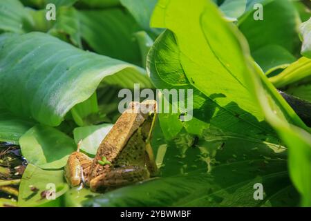 Une grenouille olive vibrante (Nidirana adenpleura) se prélasse au soleil sur une feuille verte. Les marques brunes de la grenouille fournissent un excellent camouflage parmi les denses fo Banque D'Images