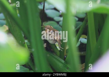 Une grenouille olive vibrante (Nidirana adenpleura) repose sur une feuille verte. Les marques brunes de la grenouille fournissent un excellent camouflage parmi le feuillage dense de th Banque D'Images