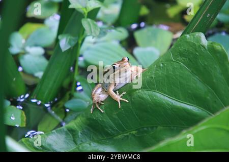 Une grenouille olive vibrante (Nidirana adenpleura) repose sur une feuille verte. Les marques brunes de la grenouille fournissent un excellent camouflage parmi le feuillage dense de th Banque D'Images