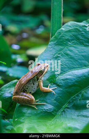 Une grenouille olive vibrante (Nidirana adenpleura) repose sur une feuille verte. Les marques brunes de la grenouille fournissent un excellent camouflage parmi le feuillage dense de th Banque D'Images