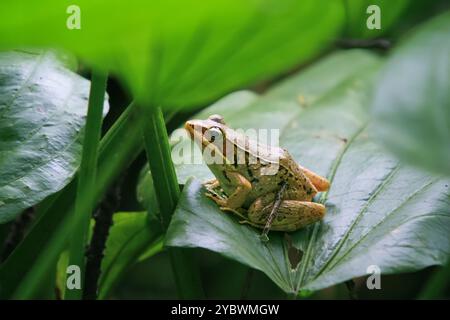 Une grenouille olive vibrante (Nidirana adenpleura) repose sur une feuille verte. Les marques brunes de la grenouille fournissent un excellent camouflage parmi le feuillage dense de th Banque D'Images