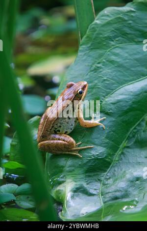 Une grenouille olive vibrante (Nidirana adenpleura) repose sur une feuille verte. Les marques brunes de la grenouille fournissent un excellent camouflage parmi le feuillage dense de th Banque D'Images