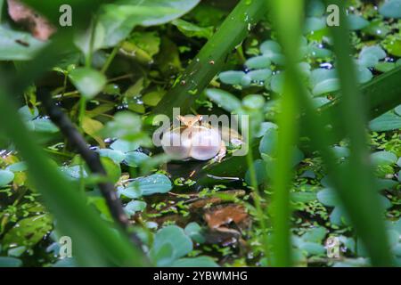 Une grenouille olive (Nidirana adenopleura) avec son sac vocal gonflé, prête à appeler. La grenouille est partiellement submergée dans un étang, entourée de V vert luxuriant Banque D'Images