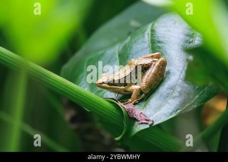 Une grenouille olive vibrante (Nidirana adenpleura) repose sur une feuille verte. Les marques brunes de la grenouille fournissent un excellent camouflage parmi le feuillage dense de th Banque D'Images