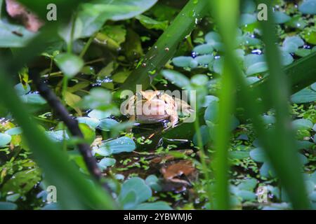 Une grenouille olive (Nidirana adenopleura) avec son sac vocal gonflé, prête à appeler. La grenouille est partiellement submergée dans un étang, entourée de V vert luxuriant Banque D'Images