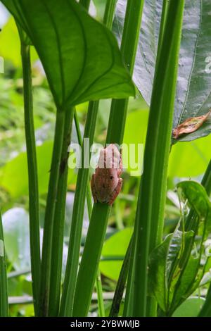 La grenouille arboricole à pattes tachetées, ou grenouille arboricole de Brauer, est parfaitement camouflée sur les tiges vertes de l'étang. La peau lisse de la grenouille et les grands yeux Ar Banque D'Images