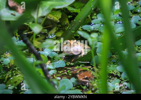 Une grenouille olive (Nidirana adenopleura) avec son sac vocal gonflé, prête à appeler. La grenouille est partiellement submergée dans un étang, entourée de V vert luxuriant Banque D'Images