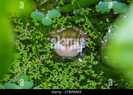 Une grenouille olive (Nidirana adenopleura) avec son sac vocal gonflé, prête à appeler. La grenouille est partiellement submergée dans un étang, entourée de V vert luxuriant Banque D'Images