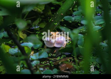 Une grenouille olive (Nidirana adenopleura) avec son sac vocal gonflé, prête à appeler. La grenouille est partiellement submergée dans un étang, entourée de V vert luxuriant Banque D'Images