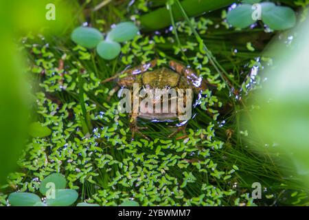 Une grenouille olive (Nidirana adenopleura) avec son sac vocal gonflé, prête à appeler. La grenouille est partiellement submergée dans un étang, entourée de V vert luxuriant Banque D'Images