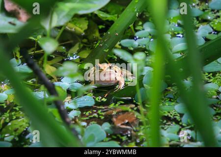 Une grenouille olive (Nidirana adenopleura) avec son sac vocal gonflé, prête à appeler. La grenouille est partiellement submergée dans un étang, entourée de V vert luxuriant Banque D'Images