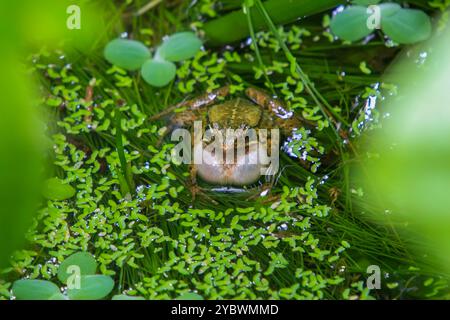 Une grenouille olive (Nidirana adenopleura) avec son sac vocal gonflé, prête à appeler. La grenouille est partiellement submergée dans un étang, entourée de V vert luxuriant Banque D'Images