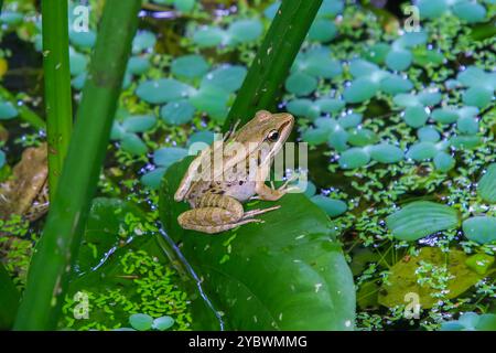 Une grenouille olive vibrante (Nidirana adenpleura) repose sur une feuille verte. Les marques brunes de la grenouille fournissent un excellent camouflage parmi le feuillage dense de th Banque D'Images