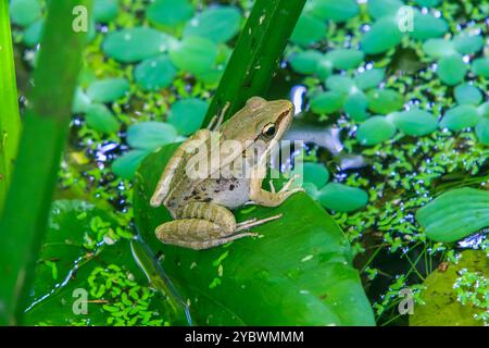 Une grenouille olive vibrante (Nidirana adenpleura) repose sur une feuille verte. Les marques brunes de la grenouille fournissent un excellent camouflage parmi le feuillage dense de th Banque D'Images