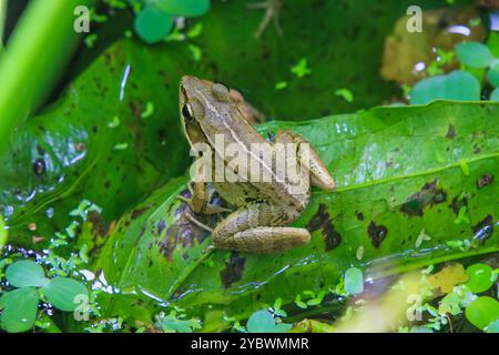 Une grenouille olive vibrante (Nidirana adenpleura) repose sur une feuille verte. Les marques brunes de la grenouille fournissent un excellent camouflage parmi le feuillage dense de th Banque D'Images