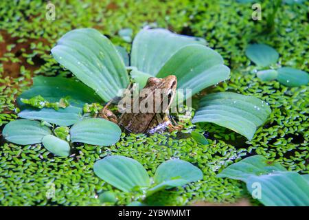 Une grenouille olive (Nidirana adenopleura) est parfaitement camouflée parmi un lit de nénuphars. Ses marques brunes offrent un excellent camouflage contre le Banque D'Images