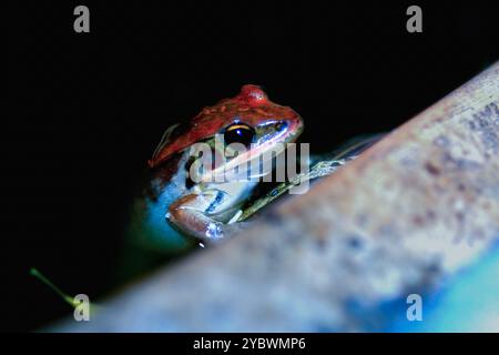 Gros plan d'une grenouille olive (Nidirana adenopleura) montrant ses grands yeux ronds et sa peau lisse et humide. Les couleurs vives de la grenouille et la patte complexe Banque D'Images