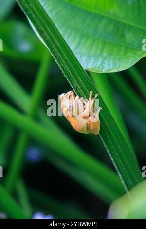 La grenouille arboricole à pattes tachetées, ou grenouille arboricole de Brauer, est parfaitement camouflée sur les tiges vertes de l'étang. La peau lisse de la grenouille et les grands yeux Ar Banque D'Images