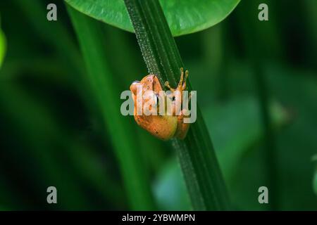 La grenouille arboricole à pattes tachetées, ou grenouille arboricole de Brauer, est parfaitement camouflée sur les tiges vertes de l'étang. La peau lisse de la grenouille et les grands yeux Ar Banque D'Images