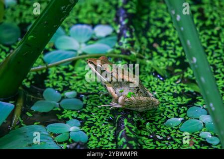 Une grenouille olive vibrante (Nidirana adenpleura) repose sur une feuille verte. Les marques brunes de la grenouille fournissent un excellent camouflage parmi le feuillage dense de th Banque D'Images