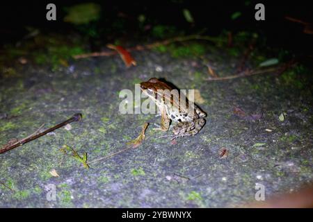 Gros plan d'une grenouille de Latouchte (Hylarana latouchii) assise sur une surface humide, avec ses grands yeux sombres regardant directement la caméra. Nouveau Taipei Banque D'Images