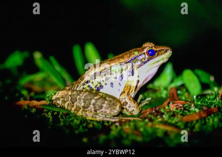 Gros plan d'une grenouille de Latouchte (Hylarana latouchii) assise sur une surface humide, avec ses grands yeux sombres regardant directement la caméra. Nouveau Taipei Banque D'Images