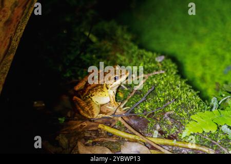 Gros plan d'une grenouille de Latouchte (Hylarana latouchii) assise sur une surface humide, avec ses grands yeux sombres regardant directement la caméra. Nouveau Taipei Banque D'Images