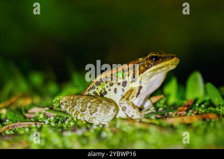 Gros plan d'une grenouille de Latouchte (Hylarana latouchii) assise sur une surface humide, avec ses grands yeux sombres regardant directement la caméra. Nouveau Taipei Banque D'Images