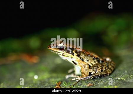 Gros plan d'une grenouille de Latouchte (Hylarana latouchii) assise sur une surface humide, avec ses grands yeux sombres regardant directement la caméra. Nouveau Taipei Banque D'Images