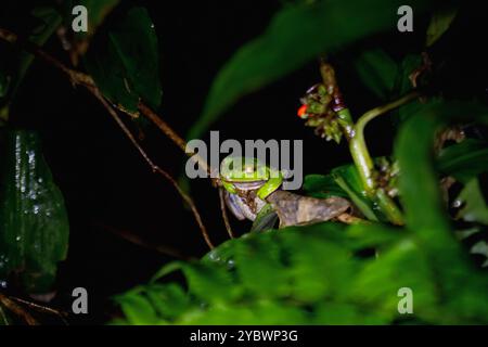 Une grenouille verte émeraude vibrante (Zhangixalus aurantiventris) est perchée sur une brindille mince, sa couleur vive contrastant avec les tons plus sombres du su Banque D'Images