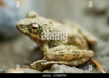 Une petite grenouille arboricole brune d'Eiffinger (Kurixalus eiffingeri) se perche dans une zone humide, regardant attentivement la caméra avec ses grands yeux dorés. Nouveau Taipei Banque D'Images