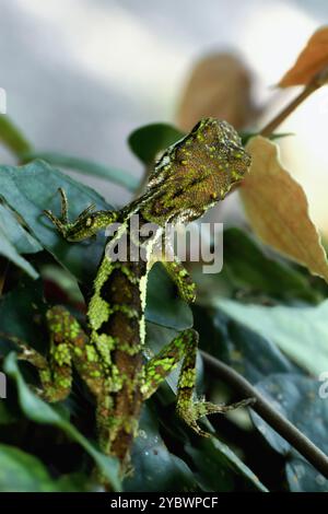 Un lézard japalura à bouche jaune bien camouflé perché sur une feuille, ses écailles vertes et brunes se mélangeant parfaitement avec son environnement. Nouveau Taipei Banque D'Images