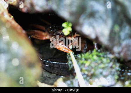 Macro photographie du crabe d'eau douce d'un Rathbun dans son habitat naturel. Le crabe est partiellement caché dans une crevasse. Son exosquelette brun rougeâtre Banque D'Images