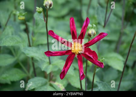 Orchidée dahlia rose vif Banque D'Images