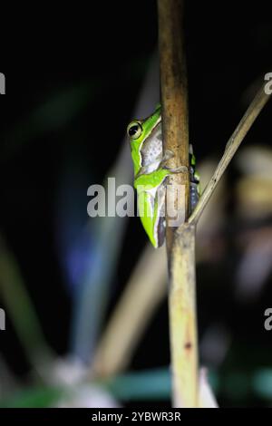 Une grenouille verte émeraude éclatante s'accroche à une brindille élancée, ses grands yeux dorés fixés sur l'appareil photo. Taiwan, New Taipei City. Banque D'Images