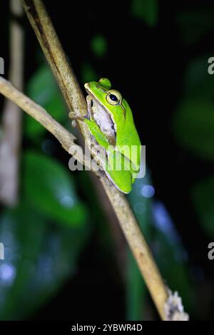 Une grenouille verte émeraude éclatante s'accroche à une brindille élancée, ses grands yeux dorés fixés sur l'appareil photo. Taiwan, New Taipei City. Banque D'Images