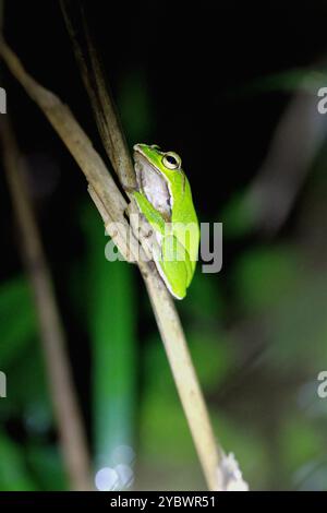 Une grenouille verte émeraude éclatante s'accroche à une brindille élancée, ses grands yeux dorés fixés sur l'appareil photo. Taiwan, New Taipei City. Banque D'Images