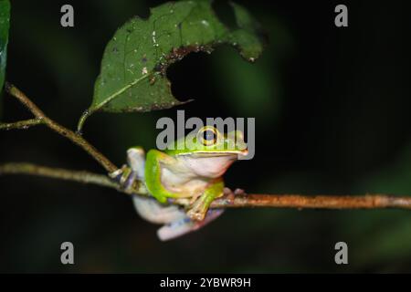 Une grenouille émeraude vibrante (Zhangixalus prasinatus) se perche sur une branche mince. C'est une espèce endémique de Taiwan. Connu pour sa peau vert vif et Banque D'Images