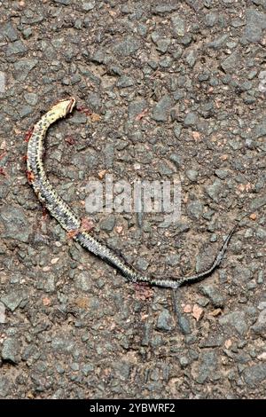 Serpent d'herbe barrée mort (Natrix helvetica) ; accident de la route Banque D'Images