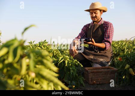 Agriculteur récoltant des aubergines mûres dans le champ le jour ensoleillé Banque D'Images