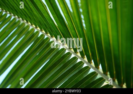 feuilles de palmier dans le jardin Banque D'Images